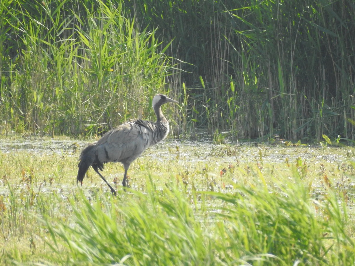 Common Crane - ML637372453