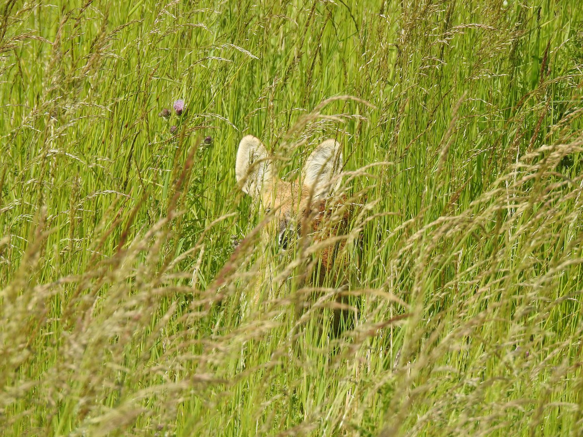 Animals - ML637372461