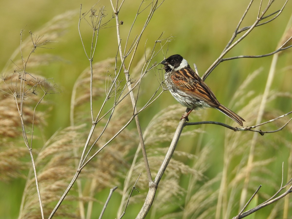 Reed Bunting - ML637372468