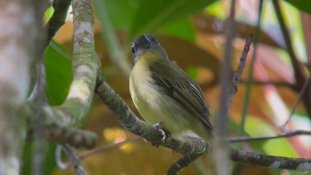 Piprites Cabecigrís - ML637372544