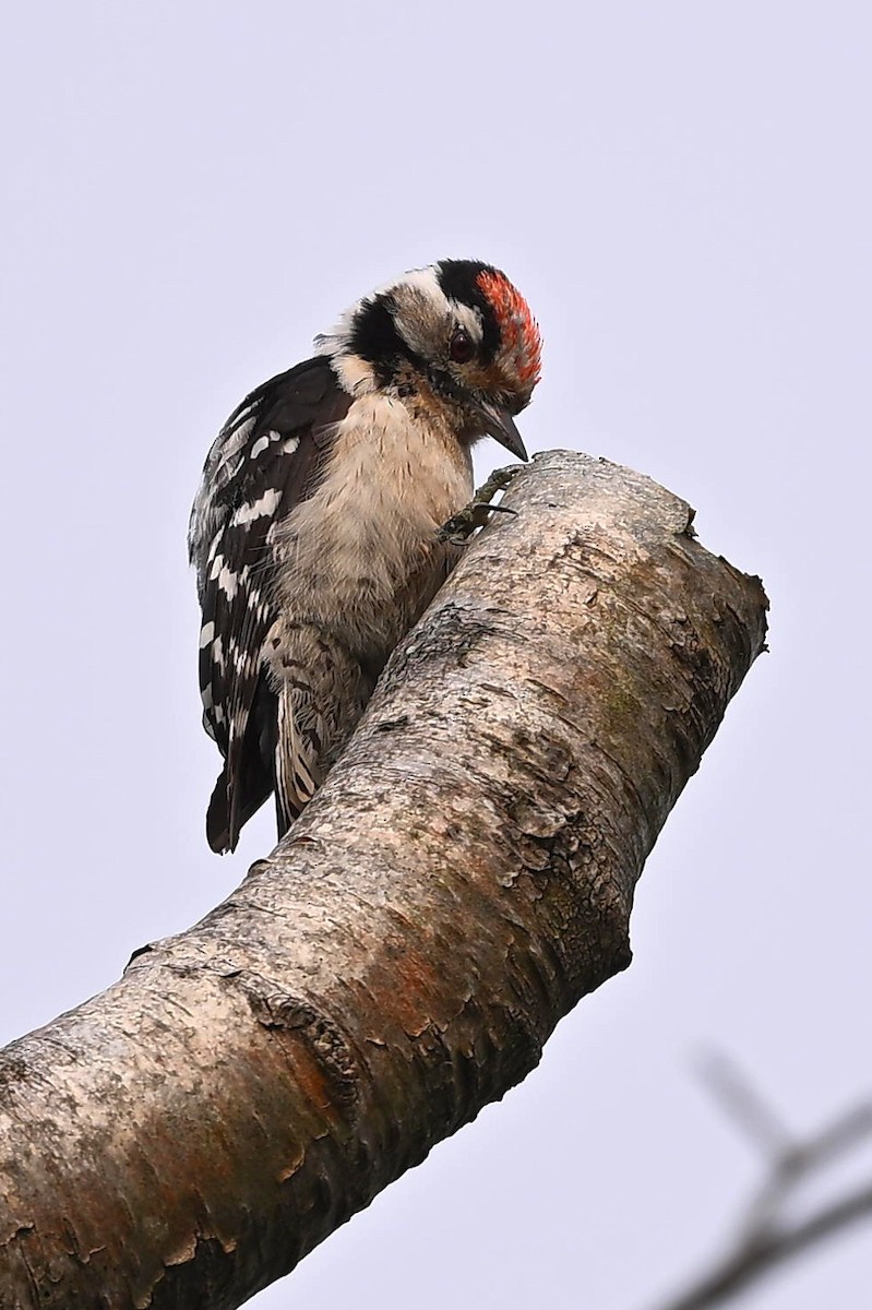 strakapoud malý - ML637372578