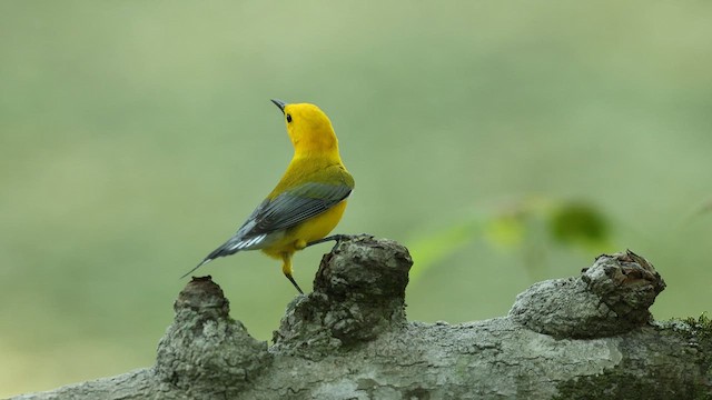 オウゴンアメリカムシクイ - ML637372651