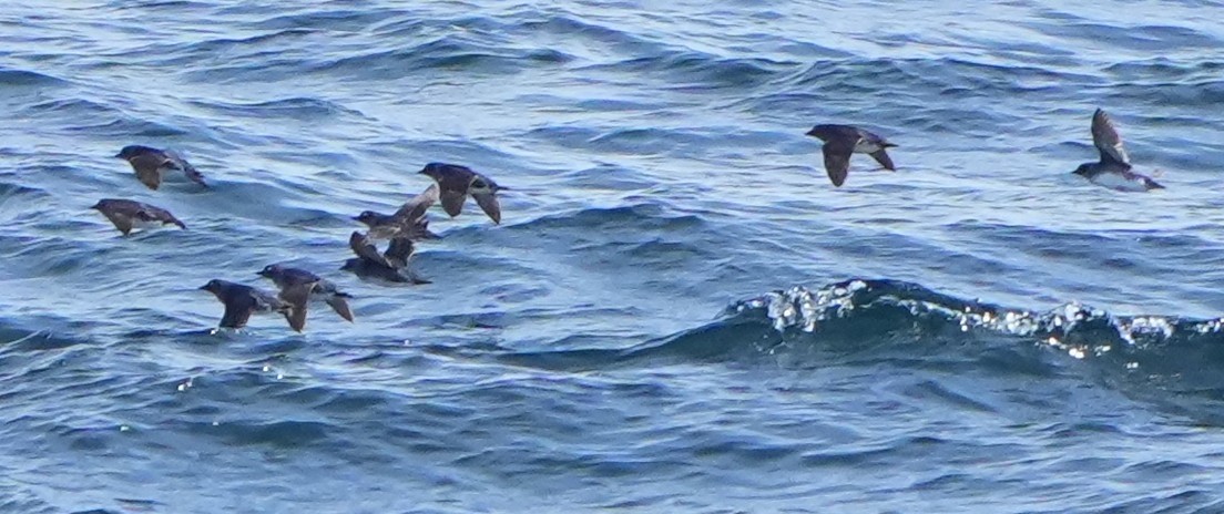 Cassin's Auklet - ML637372662
