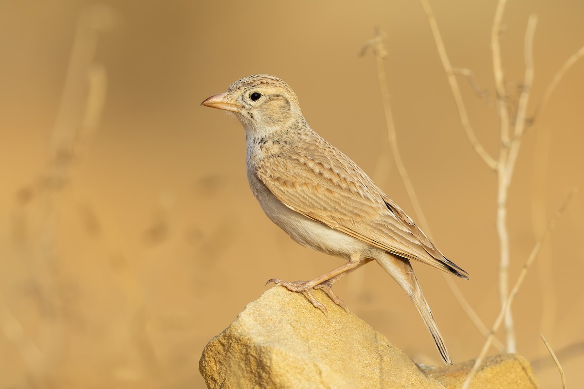 Arabian Lark - ML637372710