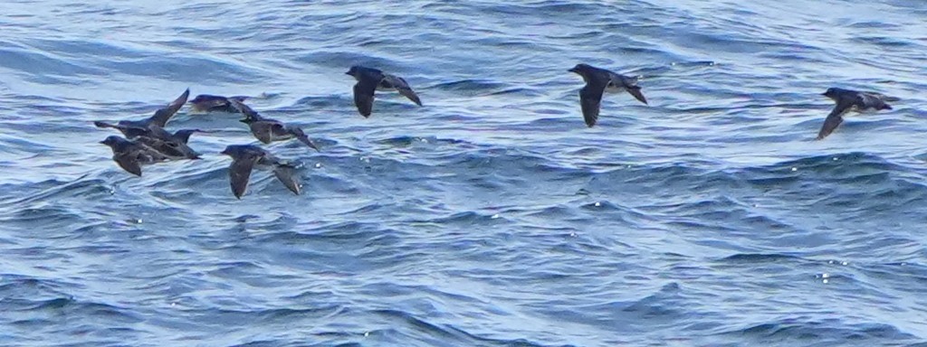 Cassin's Auklet - ML637372791