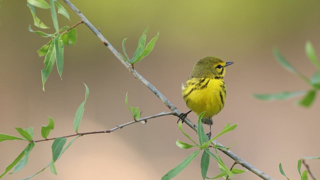 Prairie Warbler - ML637372796