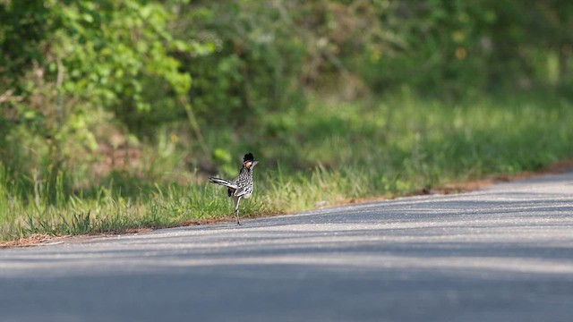 Greater Roadrunner - ML637372800