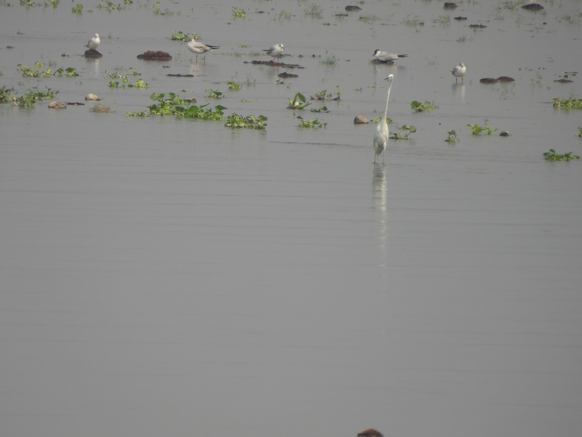 Black-headed/Brown-headed Gull - ML637372818