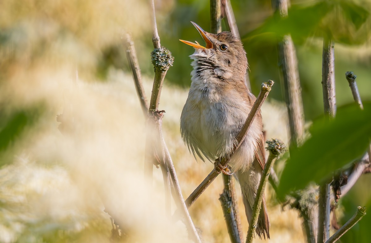 Blyth's Reed Warbler - ML637372823