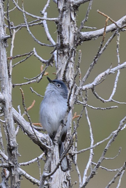 Blue-gray Gnatcatcher - ML637372830