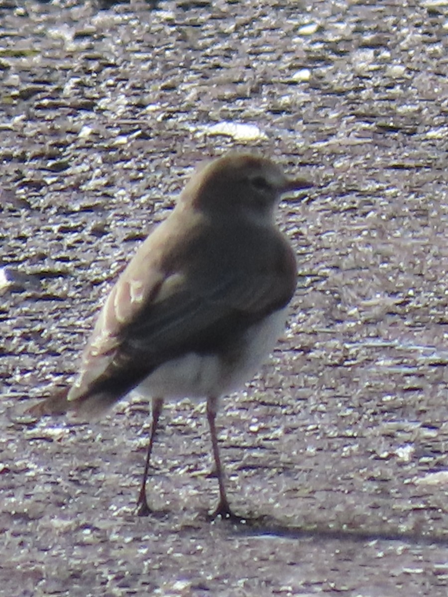 Plain-capped Ground-Tyrant - ML637372871