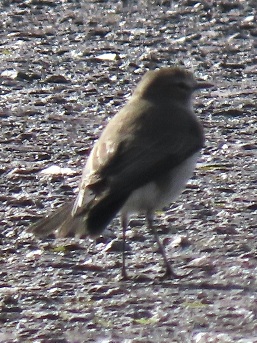 Plain-capped Ground-Tyrant - ML637372872