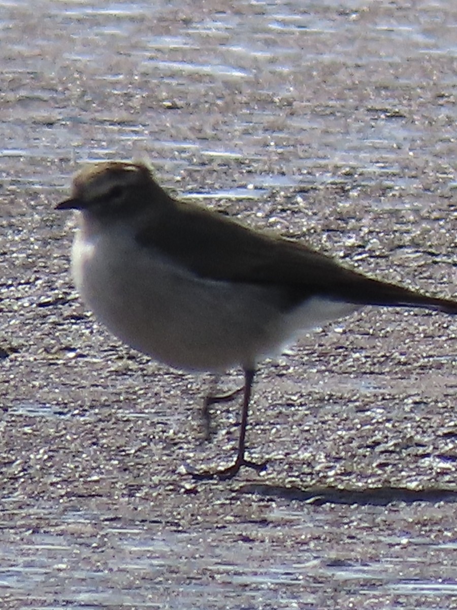 Plain-capped Ground-Tyrant - ML637372873