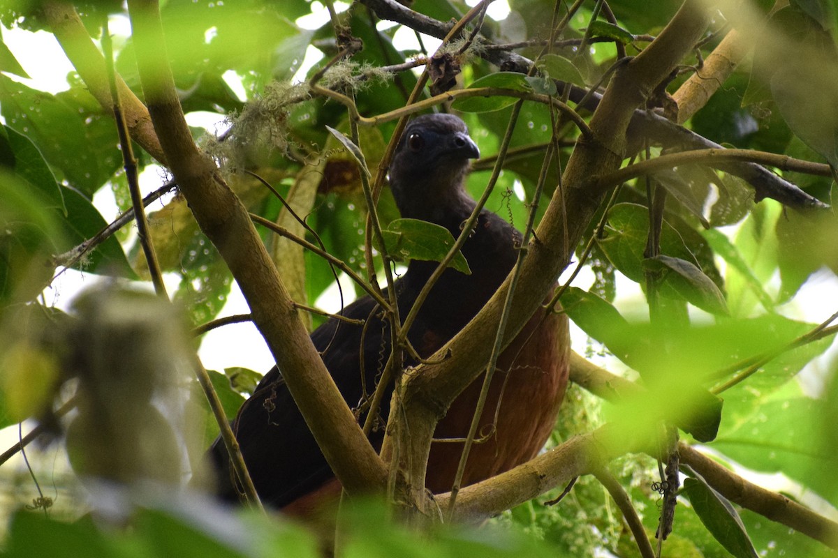 Sickle-winged Guan - ML637372930