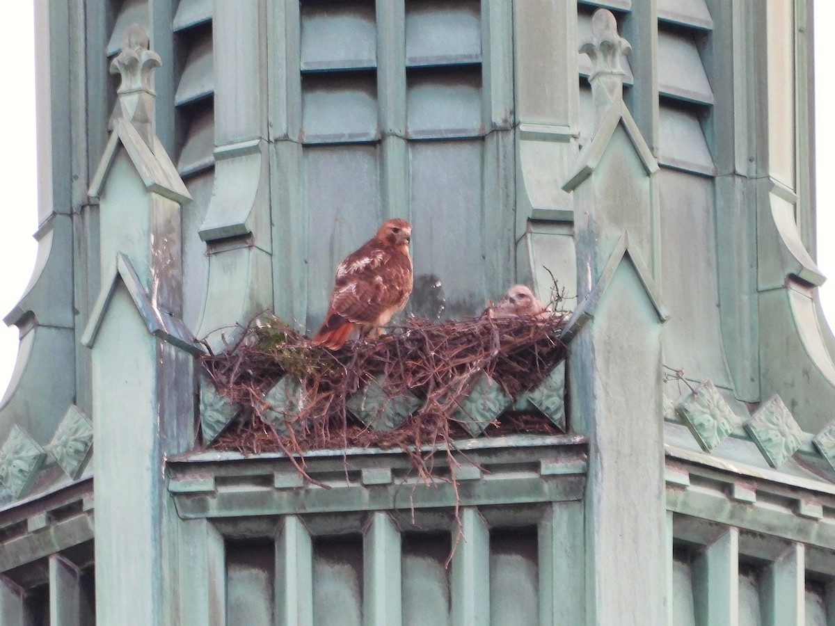 rødstjertvåk - ML637372997