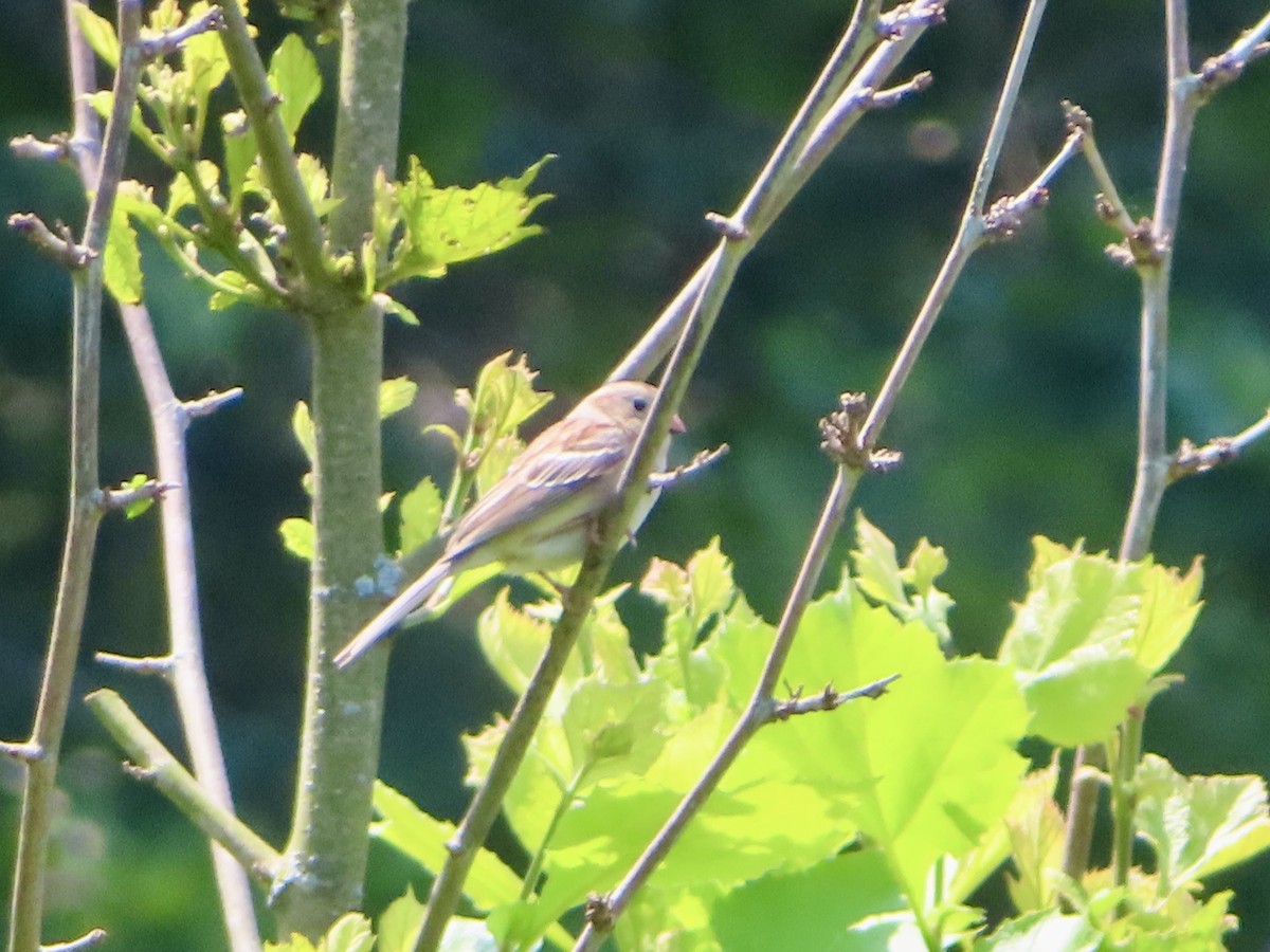 Field Sparrow - ML637373015