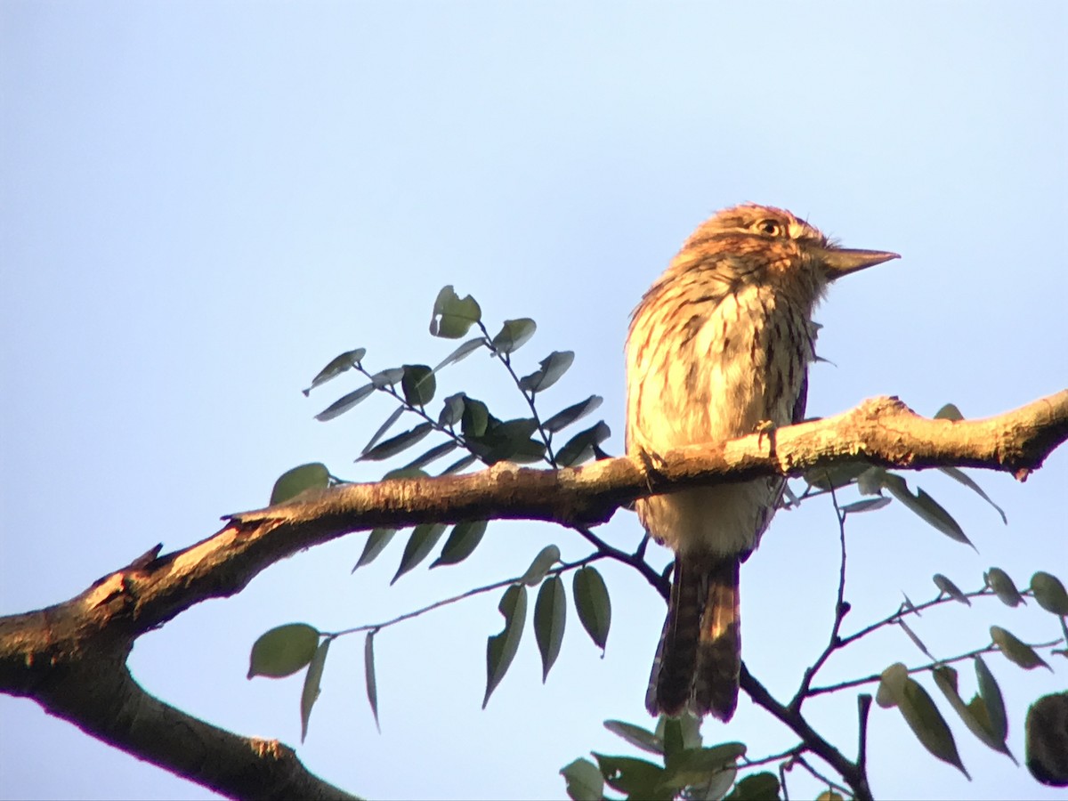 Eastern Striolated-Puffbird (Natterer's) - ML637373034