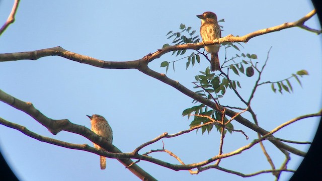 Eastern Striolated-Puffbird (Natterer's) - ML637373037