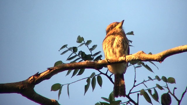 Eastern Striolated-Puffbird (Natterer's) - ML637373039