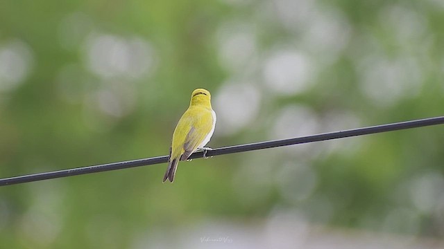 Indian White-eye - ML637373040