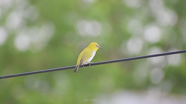 Indian White-eye - ML637373041