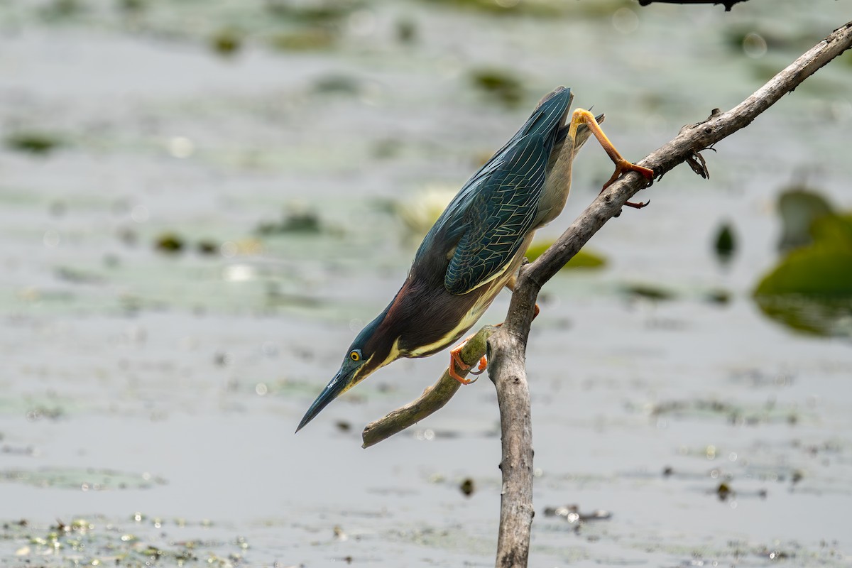Green Heron - ML637373077