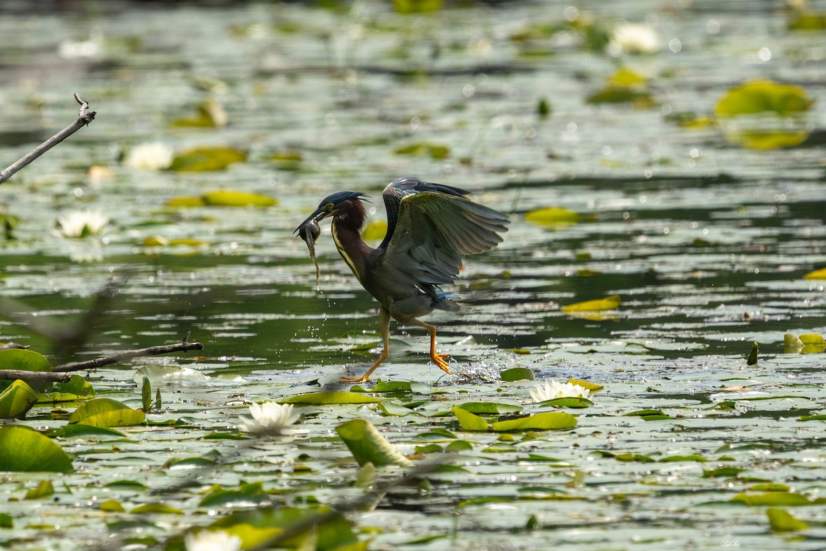 Green Heron - ML637373078