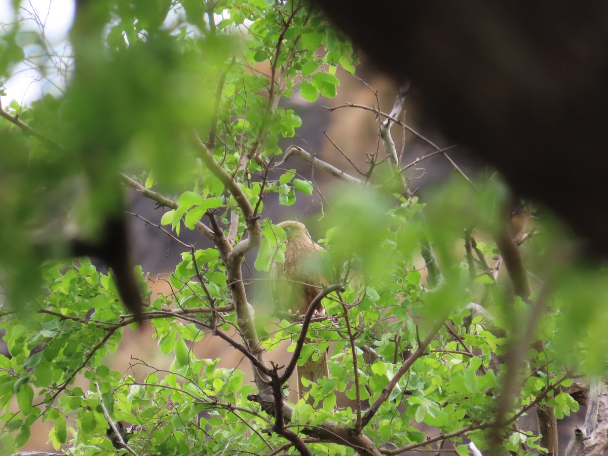 Fox Kestrel - ML637373094