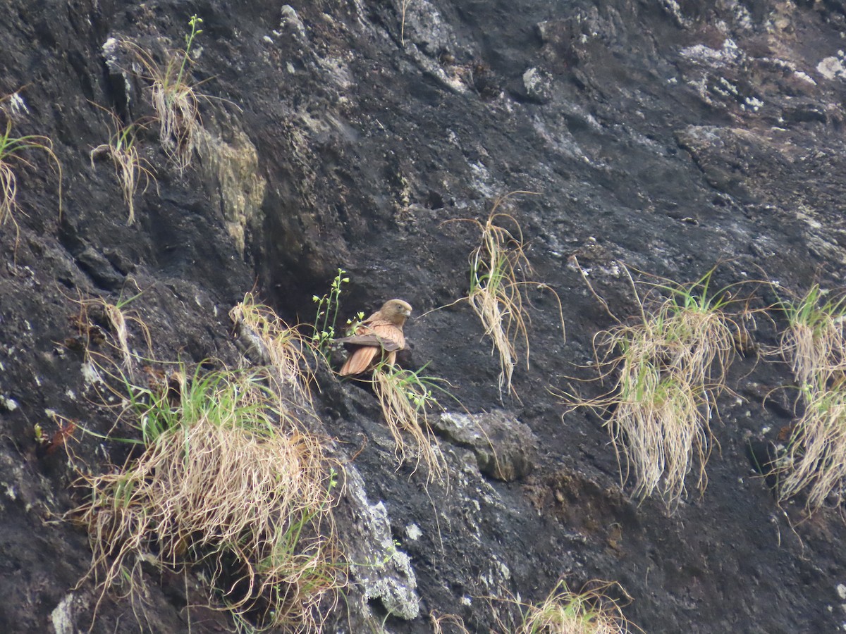 Fox Kestrel - ML637373095