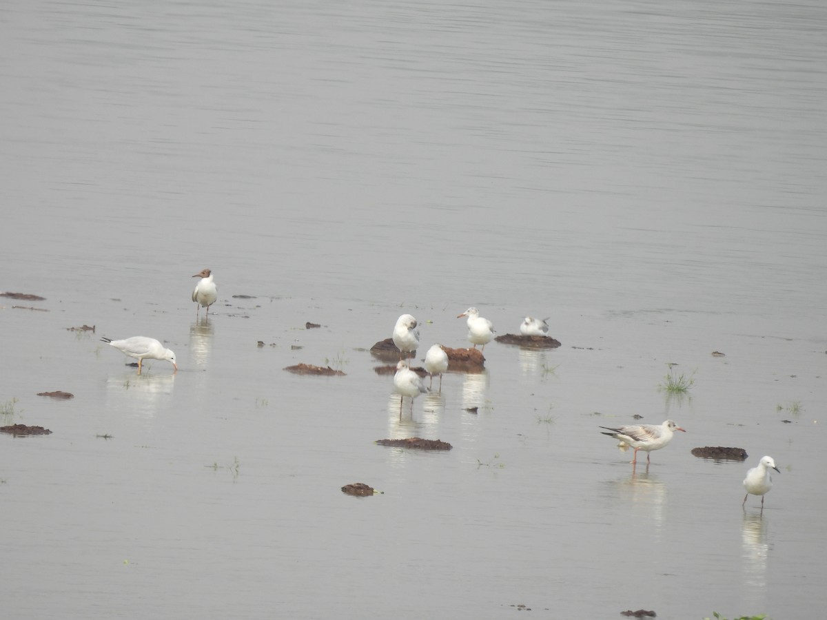 Black-headed/Brown-headed Gull - ML637373148