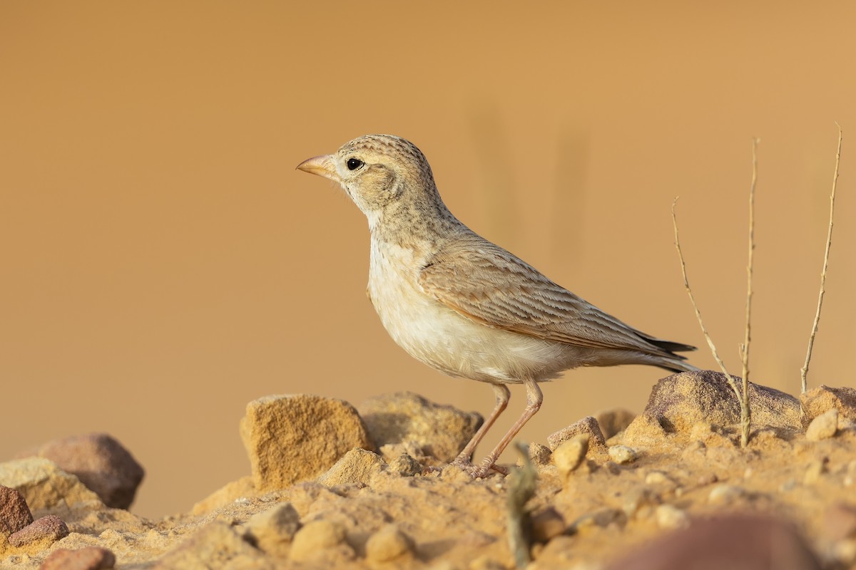 Arabian Lark - ML637373163