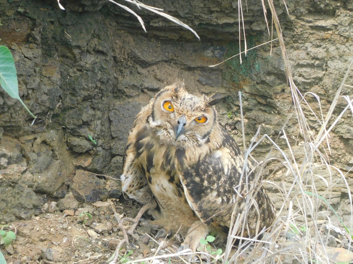Rock Eagle-Owl - ML637373184