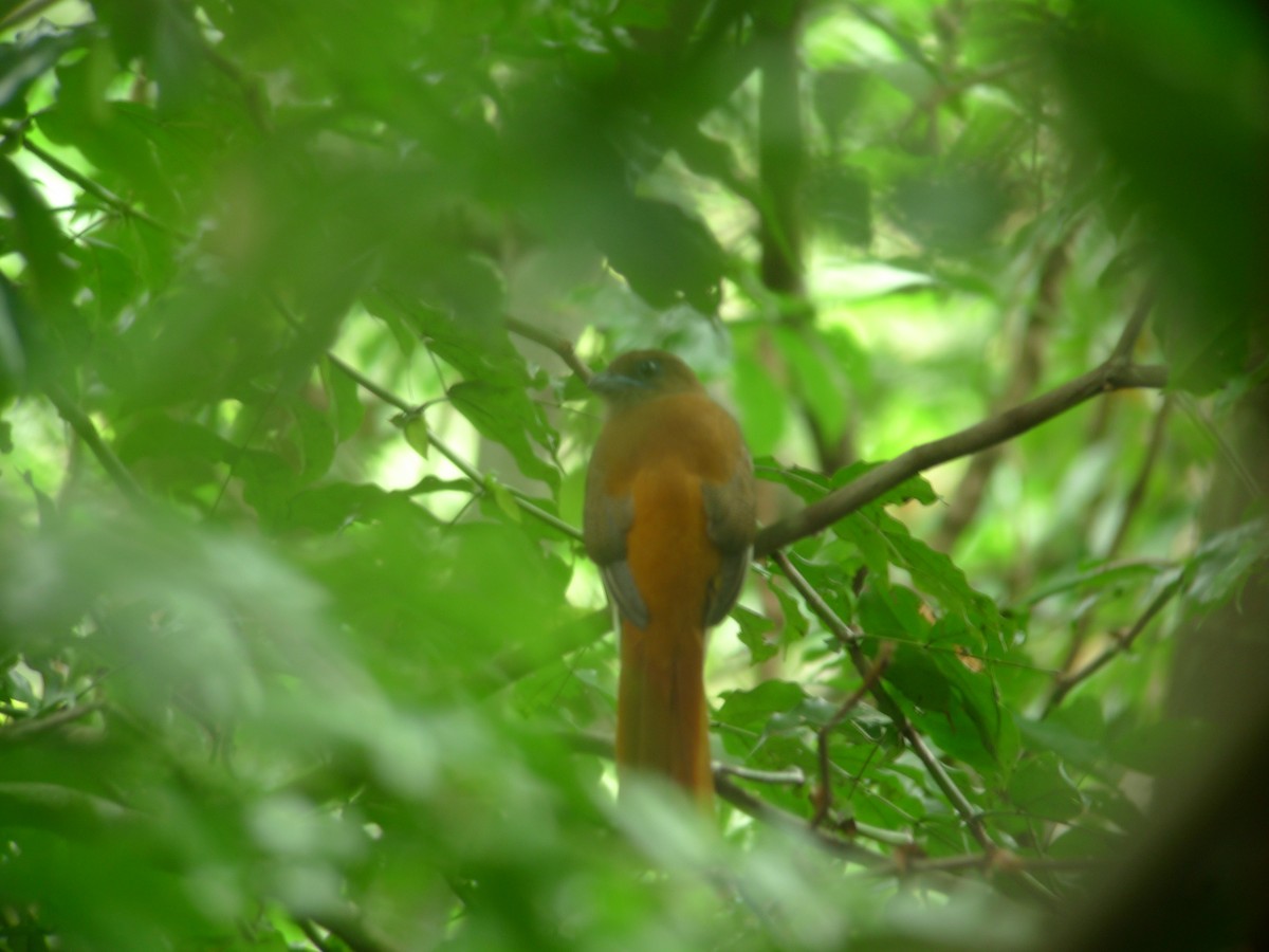 Malabar Trogon - ML637373327