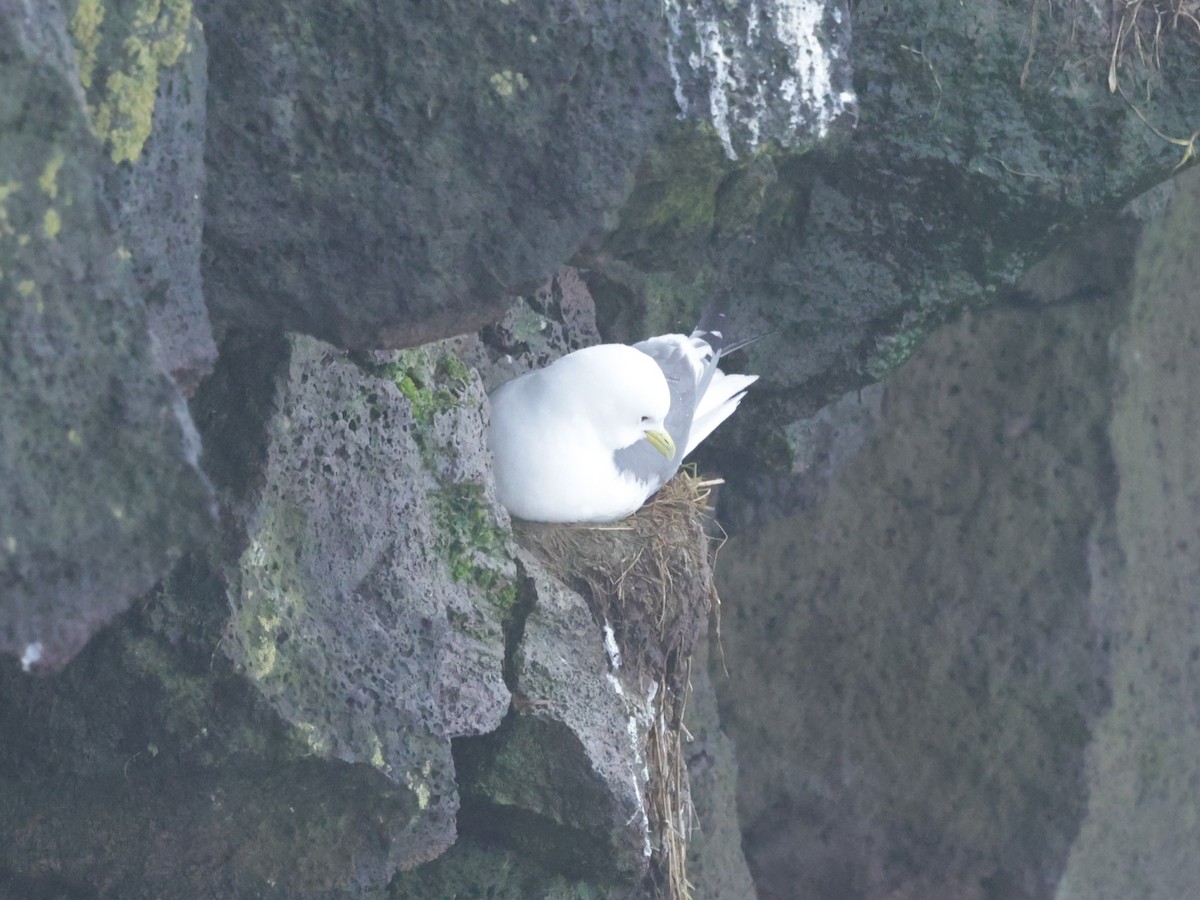 Red-legged Kittiwake - ML637373352