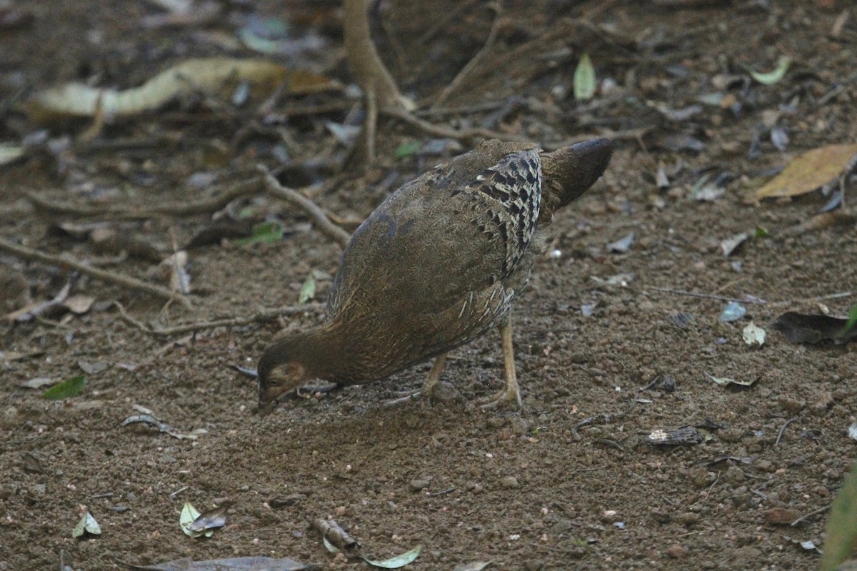 Sri Lanka Junglefowl - ML637373375