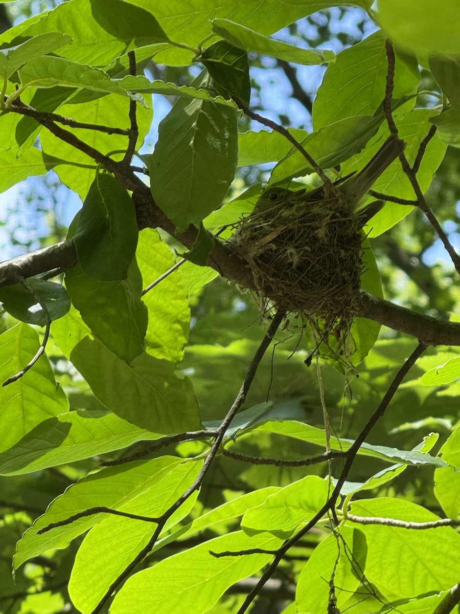 Acadian Flycatcher - ML637373392