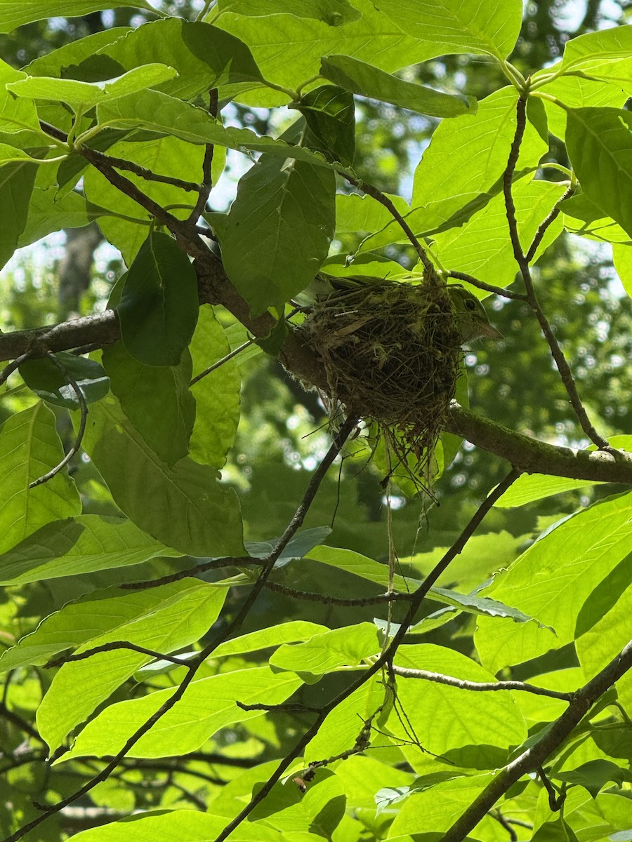 Acadian Flycatcher - ML637373393