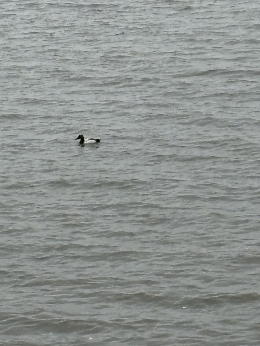 Canvasback - ML637373410