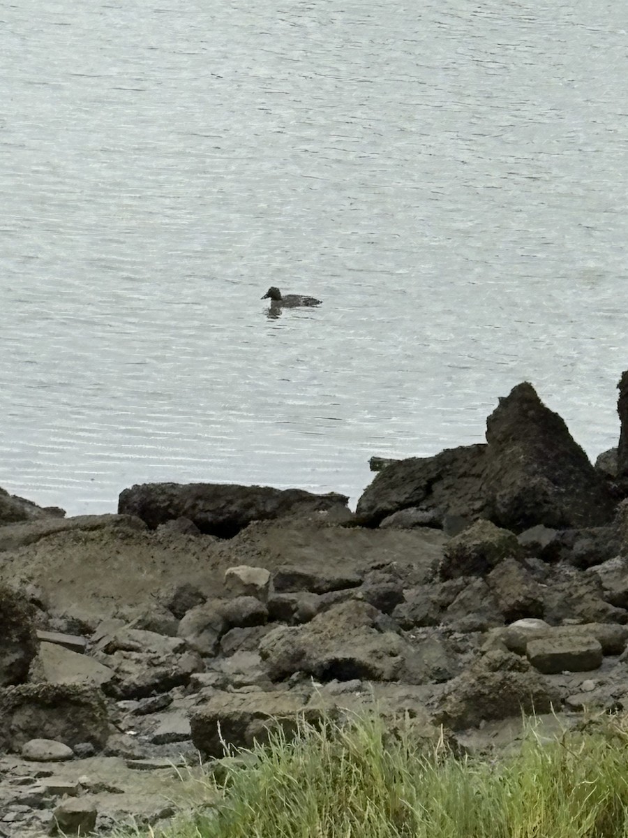 Common Goldeneye - ML637373430