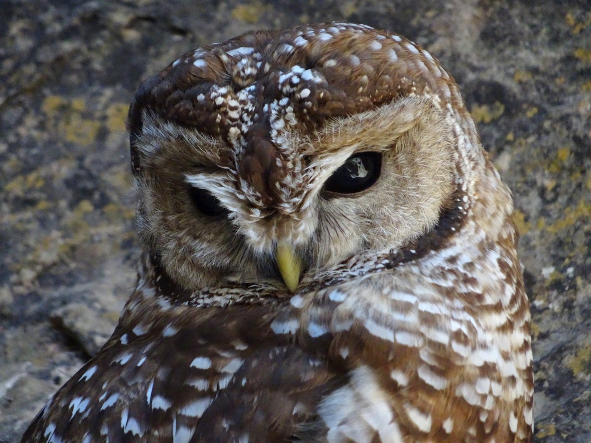 Spotted Owl (Mexican) - ML637373431
