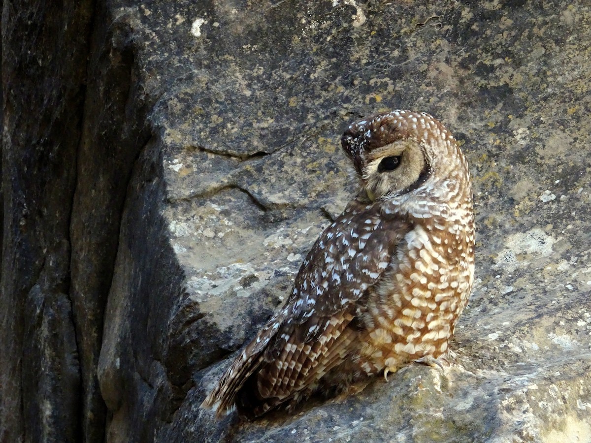 Spotted Owl (Mexican) - ML637373432