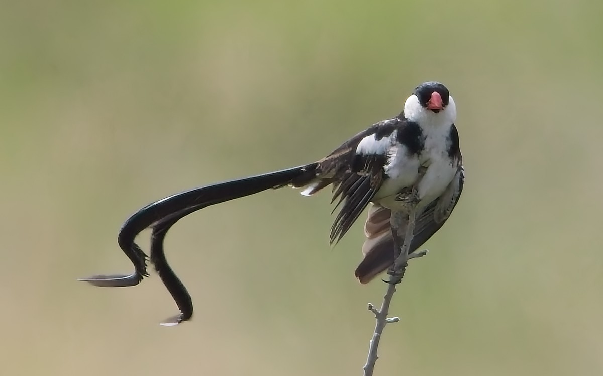 Pin-tailed Whydah - ML637373468