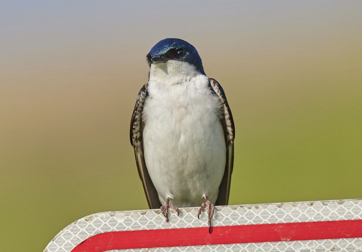 Tree Swallow - ML637373526