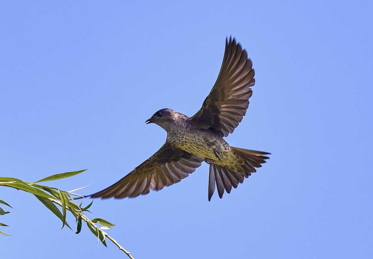 Purple Martin - ML637373531