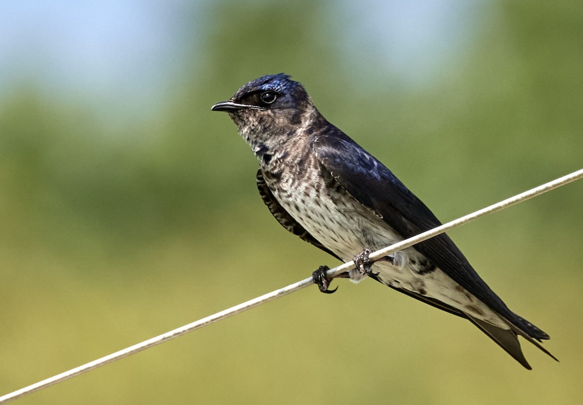 Purple Martin - ML637373532