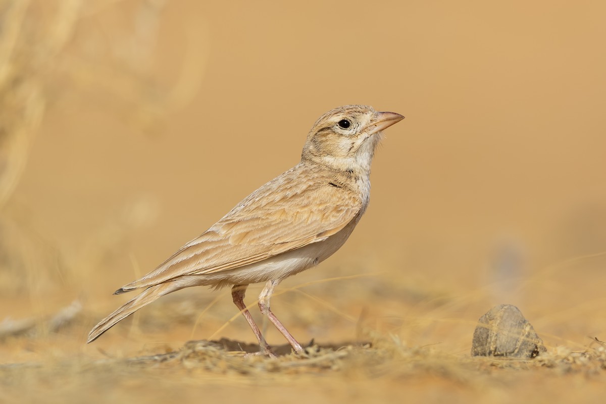 Arabian Lark - ML637373535