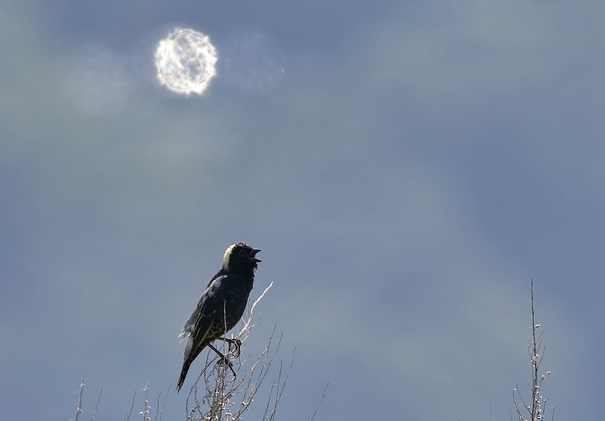 Bobolink - ML637373540
