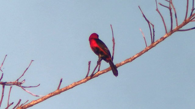 Masked Crimson Tanager - ML637373631