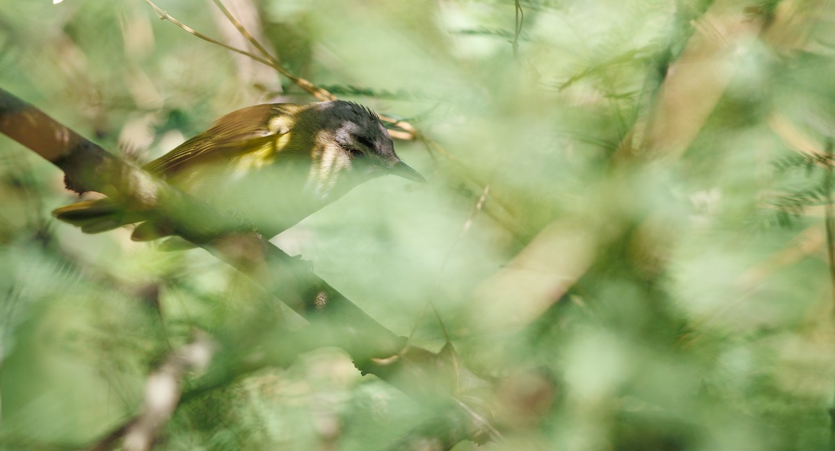 Yellow-green Vireo - ML637373657