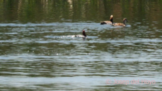 Red-crested Pochard - ML637373667